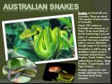Australian snakes. Snakes are found all over Australia. There are about 140 species of land snakes in Australia. About 100 snakes in Australia are venomous, of these 12 are more likely to be life threatening if you are bitten. A venomous snake is a snake that uses modified saliva, venom, delivered t