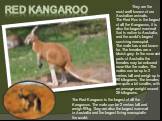 Red kangaroo. The Red Kangaroo is the largest of all the Kangaroos. The male can be 2 metres tall and weigh 90kg. They are also the largest mammal in Australia and the largest living marsupial in the world. They are the most well known of our Australian animals. The Red Roo is the largest of all the