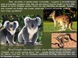 There are variety of species unique to Australia ... everyone in the world knows what an Australian Kangaroo looks like, and who doesn't love the Koala? or isn't a little freaked out by the Platypus and then there's the cute little Bilby, the adorable Quokka, and, of course our Snakes and Lizards, w