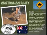 Australian bilby. The Bilby is one of our cutest Australian animals. Bilbies used to cover about 70% of the Australian mainland but the introduction of new predators, such as feral cats and foxes, and land clearance has caused a dramatic decline in their numbers and their range. In fact, one species