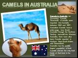 Camels in australia. Camels in Australia are Dromedary Camels. Thousands of camels were imported into Australia between 1840 and 1907. Australian Camels have a wide range, from South Australia through the Northern Territory and well into Western Australia, there have also been Camels reported in Nor