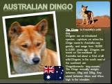 Australian dingo. The Dingo is Australia's wild dog. Dingoes are an introduced species - opinions on when the Dingo came to Australia vary greatly, and range from 15,000 to 2,000 years ago. Dingoes are found on the mainland of Australia but about a third of all wild Dingoes in the south east of the 