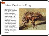 New Zealand’s Frog. New Zealand is the home of the Archey’s frog. This frog is unusual, because it doesn’t pass through a tadpole stage. The eggs are laid on land among moist vegetation and hatch as froglets with tails. Their dutiful father carries the froglets around on his back. Sadly, Archey’s fr