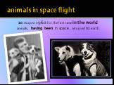 animals in space flight. 20 August 1960 for the first time in the world animals, having been in space , returned to Earth.
