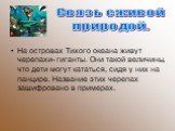 На островах Тихого океана живут черепахи- гиганты. Они такой величины, что дети могут кататься, сидя у них на панцире. Название этих черепах зашифровано в примерах. Связь с живой природой.