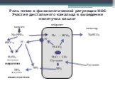 Роль почек в физиологической регуляции КОС Участие дистального канальца в выведении нелетучих кислот. Na2HРO4 HРO2-3. H2РO4 – Экскреция ацидогенез. аммониегенез Глутамин NH3 NH4 экскреция
