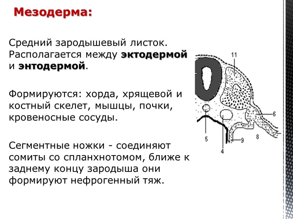 Мезодерма это. Отделы мезодермы зародыша. Производными висцерального листка спланхнотома. Производные висцерального листка спланхнотома. Висцеральный и париетальный листок спланхнотома.