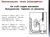 Скопление клеток вокруг этого выроста метанефроса образует метанефрогенную ткань (метанефрогенную бластему) Удлинение каудального выроста протока мезонефроса приводит к образованию мочеточника (на этой стадии он еще связан с клоакой). Окончательная почка (metanephros). На этой стадии возникает больш