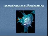 Macrophage engulfing bacteria