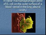 Alveolar macrophage phagocytosis of E. coli on the outer surface of a blood vessel in the lung pleural cavity