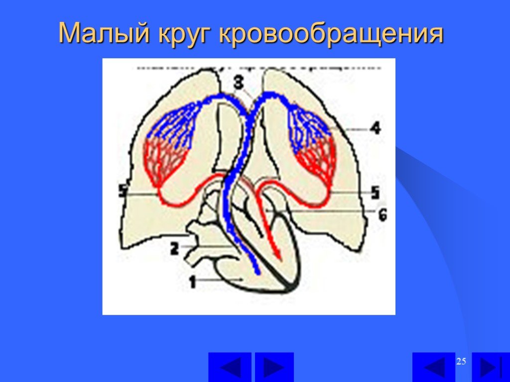 Презентация круги кровообращения 8 класс биология колесов