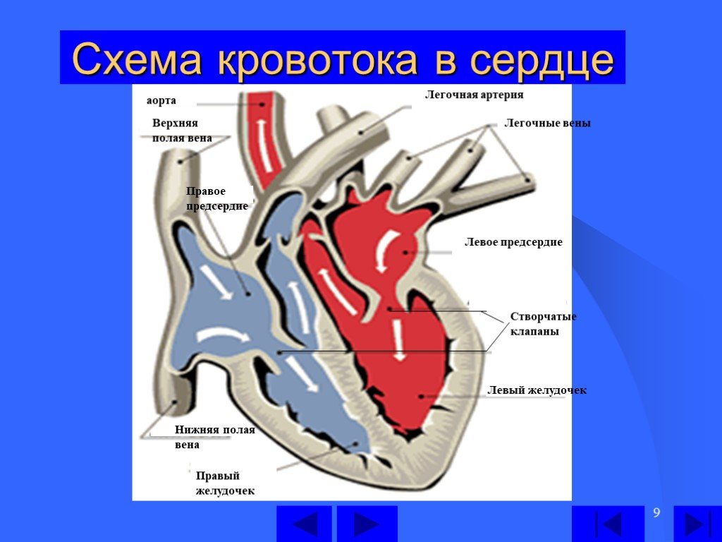 Левые легочные вены. Правая нижняя легочная Вена. Ток крови в сердце. Верхняя и нижняя легочные вены. Схема кровотока в сердце.