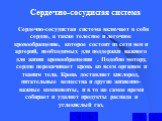 Сердечно-сосудистая система. Сердечно-сосудистая система включает в себя сердце, а также телесное и легочное кровообращение, которое состоит из сети вен и артерий, необходимых для поддержки важного для жизни кровообращения . Подобно мотору, сердце перекачивает кровь ко всем органам и тканям тела. Кр