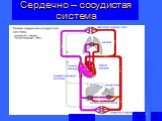 Сердечно – сосудистая система