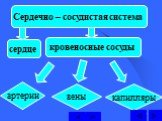 сердце. кровеносные сосуды. артерии вены капилляры