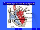 Схема кровотока в сердце. Левый желудочек Левое предсердие Легочные вены Легочная артерия аорта. Верхняя полая вена. Правое предсердие. Нижняя полая вена Правый желудочек. Створчатые клапаны