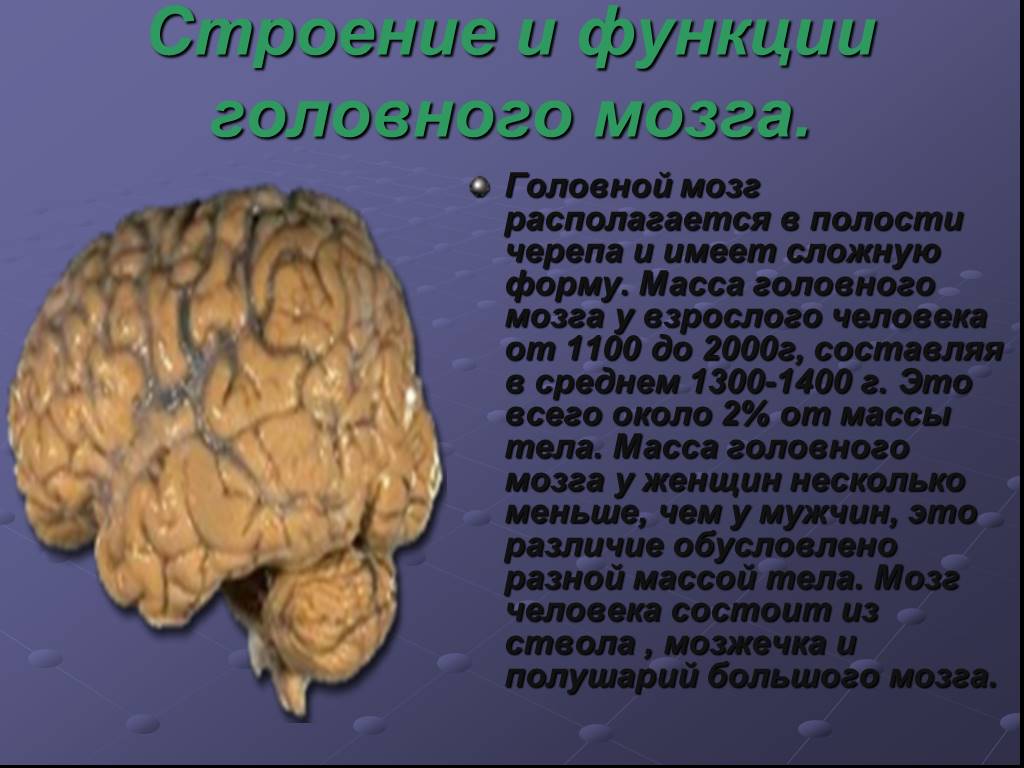1 масса головного мозга