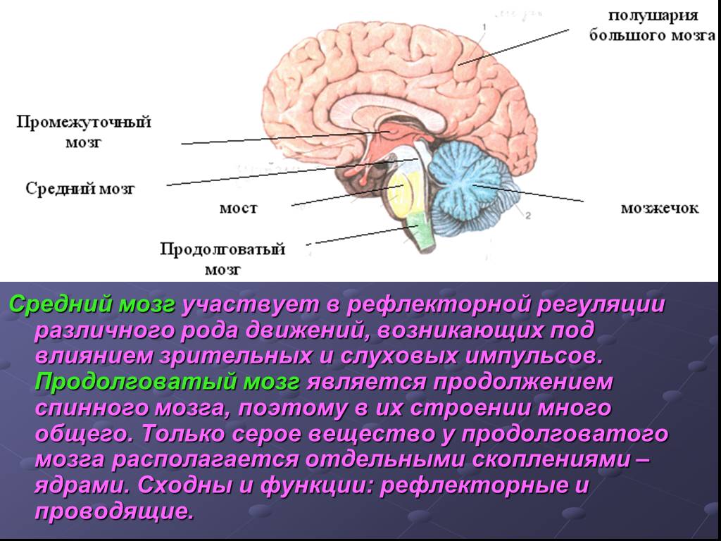 Мозжечок центры рефлексов. Продолговатый мозг,мост,средний мозг, мозжечок,промежуточный. ЦНС промежуточный мозг функции. Средний мозг мозжечок промежуточный мозг таблица. Средний и промежуточный мозг строение и функции.