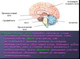 Промежуточный мозг проводит импульсы к коре полушарий большого мозга от рецепторов кожи, органов чувств. Мост- это место, где располагаются нервные волокна, по которым нервные импульсы идут вверх в кору большого мозга или обратно, вниз в спинной мозг, к мозжечку, к продолговатому мозгу. Мозжечок при