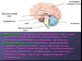 Средний мозг участвует в рефлекторной регуляции различного рода движений, возникающих под влиянием зрительных и слуховых импульсов. Продолговатый мозг является продолжением спинного мозга, поэтому в их строении много общего. Только серое вещество у продолговатого мозга располагается отдельными скопл