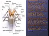 СПИННОЙ МОЗГ расположен внутри позвоночного столба .Он начинается от головного мозга и имеет вид белого шнура диаметром около 1 см .На передней и задней сторонах спинной мозг имеет глубокие продольные борозды .Они длят его на правую и левую части .На поперечном разрезе можно видеть узкий центральный