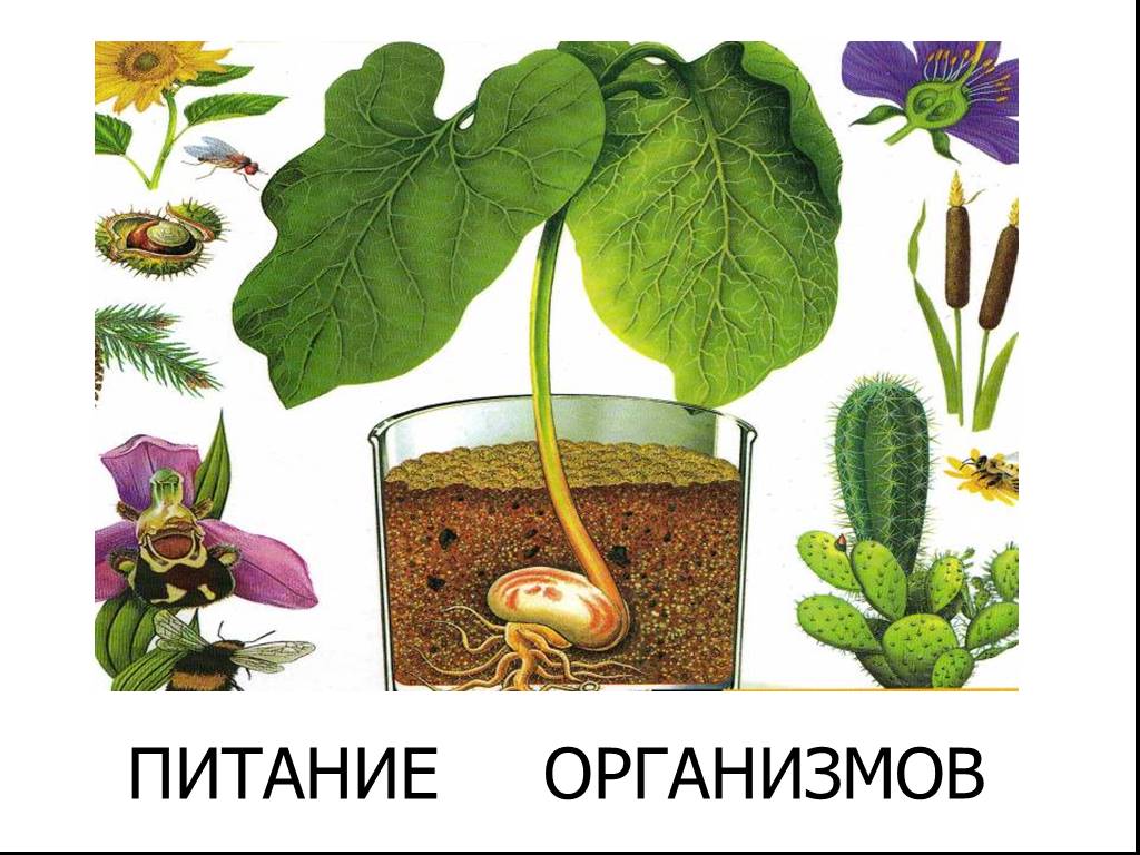 Питание организмов рисунок