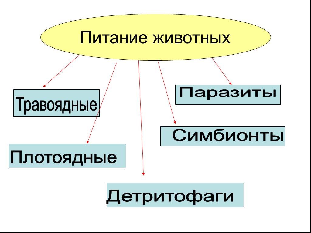 Презентация про питание животных