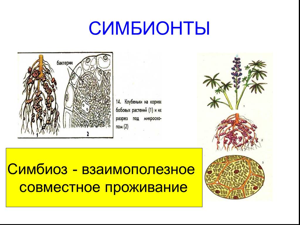 Бактерии симбионты картинки