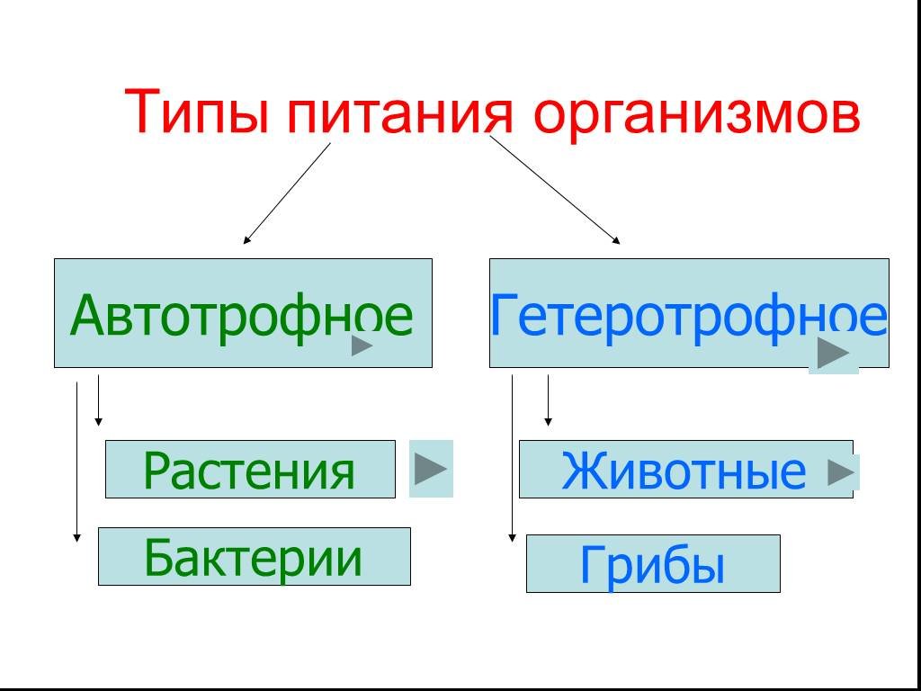 Автотрофный тип питания. Автотрофный и гетеротрофный Тип питания. Тип питание Автотрофное и гетеротрофное питание. Автотрофный Тип питания гетеротрофный Тип питания. Тип питания животных гетеротрофный.