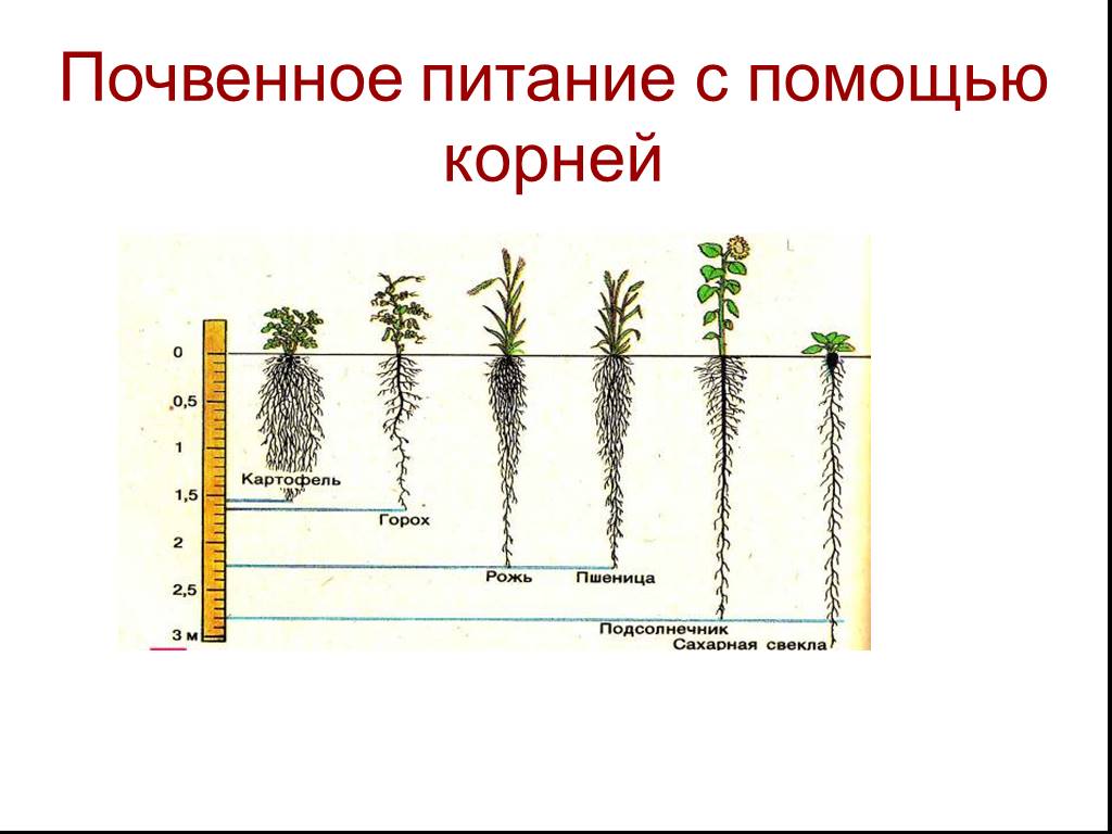 Питание корня ответ. Почвенное питание. Почва- питание для растений. Почвенное питание корня.