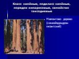 Мамонтово дерево (секвойядендрон гигантский)