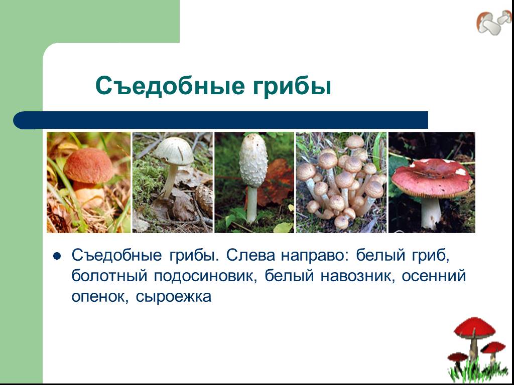 Презентация общая характеристика грибов 7 класс биология. Разнообразие грибов. Съедобные грибы 5 класс биология. Съедобные и ядовитые грибы сообщение. Сообщение о съедобных грибах.