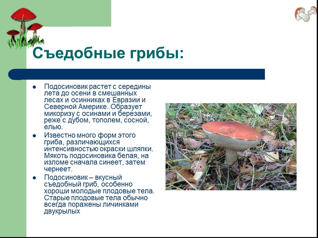 Срок жизни подосиновика составляет. Среда обитания гриба подосиновика. Сообщение о съедобных грибах. Съедобные грибы доклад. Съедобные грибы презентация 5 класс.