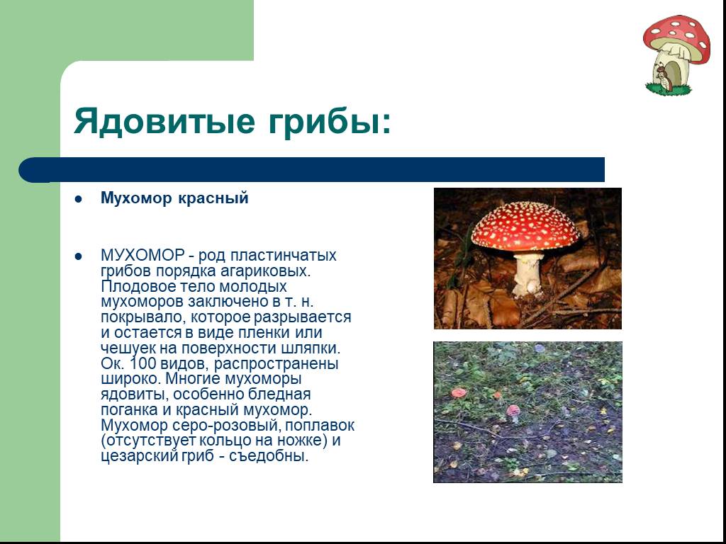 Подготовь сообщение о любых ядовитых растениях грибах. Мухомор красный трубчатый или пластинчатый. Сообщение о ядовитых грибах. Проект ядовитые грибы. План о ядовитых грибах.