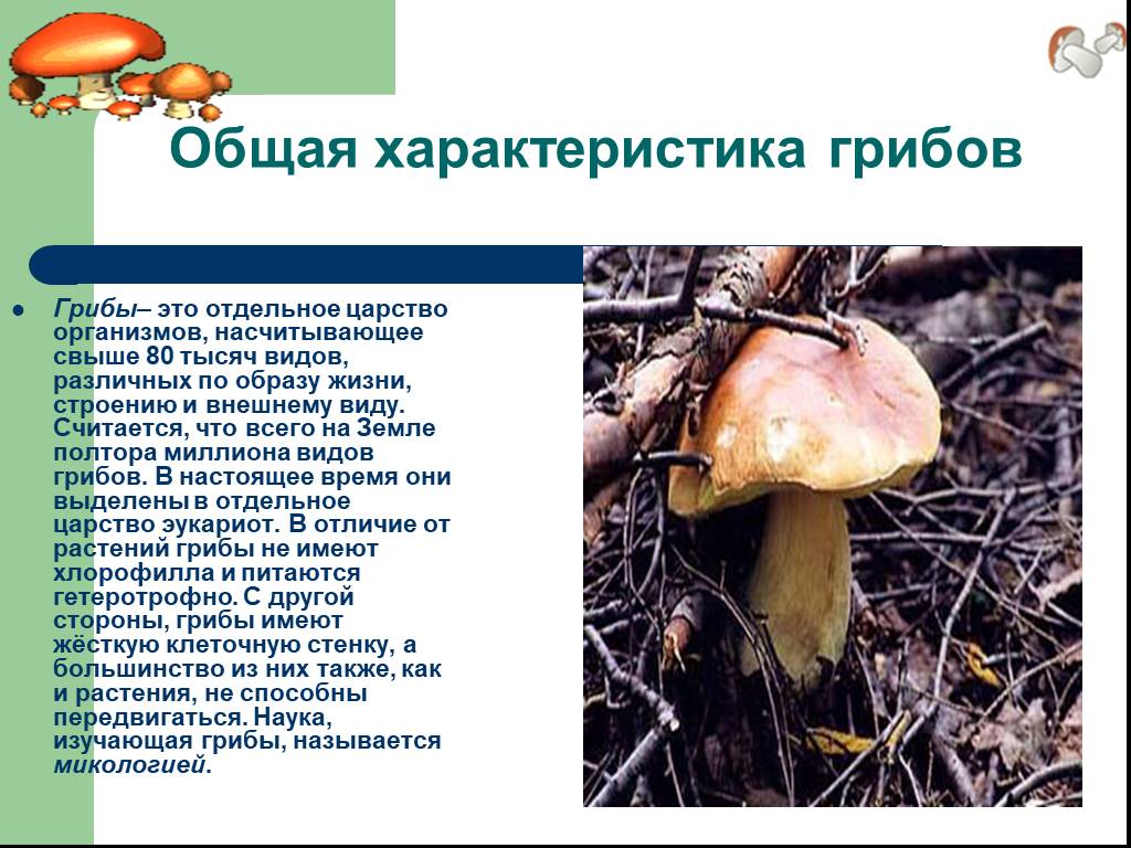 Гриб характеризуется. Царство грибов строение грибов. Грибы общая характеристика грибов. Характеристика классов грибов. Характеристика царства грибы.