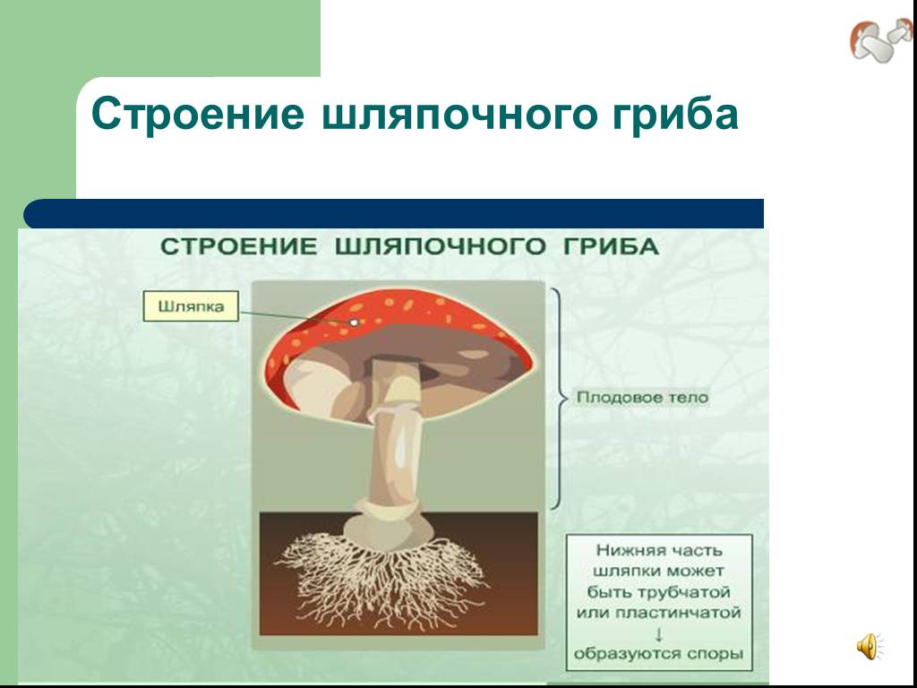 В чем сходство и различие шляпочных грибов. Грибы строение шляпочных грибов. Шляпочные грибы 7 класс. Биология 6 класс Шляпочные грибы. Строение шляпочных грибов.