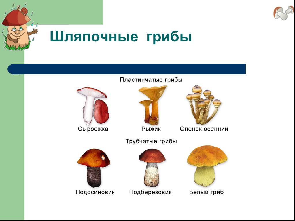 Три группы шляпочных грибов. Шляпочные грибы и не Шляпочные грибы. Шляпочные грибы строение трубчатые. Многообразие шляпочных грибов. Шляпочные грибы названия грибов.