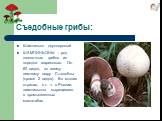 Съедобные грибы: Шампиньон двуспоровый ШАМПИНЬОНЫ - род шляпочных грибов из порядка агариковых. Ок. 60 видов, по всему земному шару. Съедобны (кроме 2 видов). Во многих странах, в т. ч. в России, шампиньоны выращивают в промышленных масштабах
