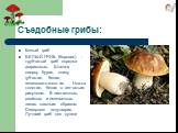 Белый гриб БЕЛЫЙ ГРИБ (боровик) - трубчатый гриб порядка агариковых. Шляпка сверху бурая, снизу губчатая, белая, зеленовато-желтая. Ножка толстая, белая с сетчатым рисунком. В лиственных, хвойных и смешанных лесах главным образом Северного полушария. Лучший гриб для сушки