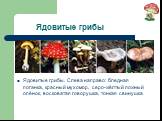 Ядовитые грибы. Ядовитые грибы. Слева направо: бледная поганка, красный мухомор, серо-жёлтый ложный опёнок, восковатая говорушка, тонкая свинушка