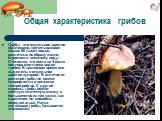 Общая характеристика грибов. Грибы– это отдельное царство организмов, насчитывающее свыше 80 тысяч видов, различных по образу жизни, строению и внешнему виду. Считается, что всего на Земле полтора миллиона видов грибов. В настоящее время они выделены в отдельное царство эукариот. В отличие от растен