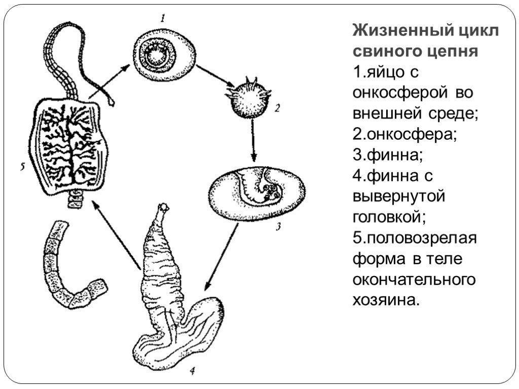 Ленточные жизненный цикл. Жизненный цикл ленточных червей схема. Жизненный цикл свиного цепня. Этапы жизненного цикла свиного цепня. Цикл развития свиного цепня схема.