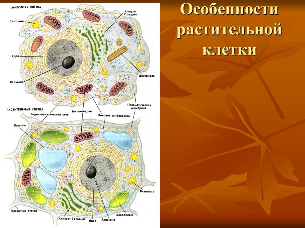 Характеристика животных и растительных клеток. Особенности строения растительной клетки. Растительная и животная клетка. Особенности ра тительной клетки. Особенности строения клетки животных.