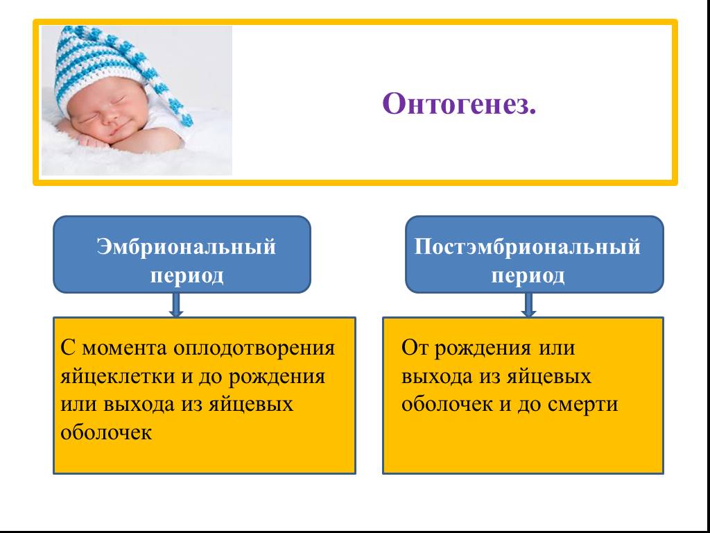 Постэмбриональный период онтогенеза