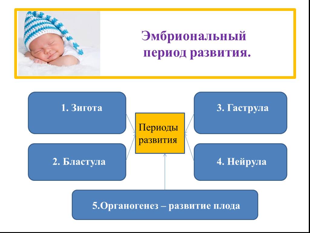 Онтогенез эмбриональное постэмбриональное. Эмбриональный период развития. Индивидуальное развитие эмбриональный период. Эмбриональный период развития это период. Индивидуально развитие период.