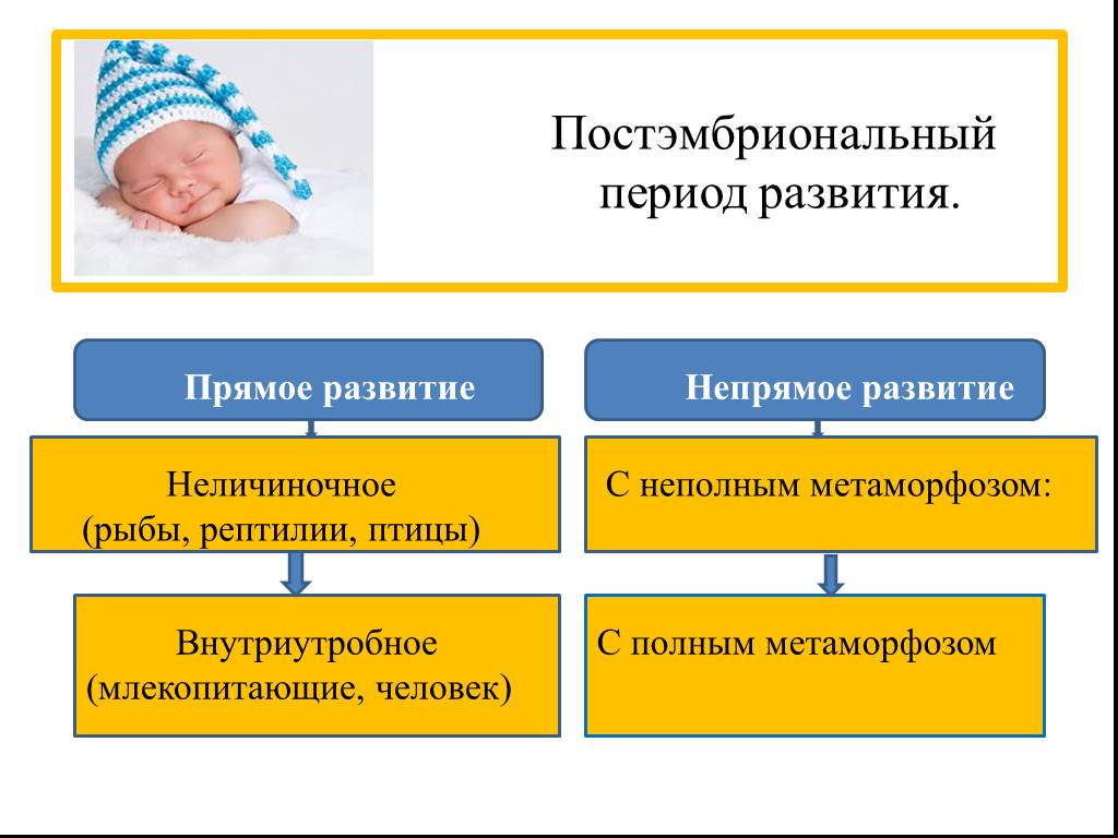 Развитие организма после рождения. Периоды постэмбрионального развития. Пост эмбриональный период развития. Постэмбриональное развитие организмов. Постэмбриональное развитие организмов схема.
