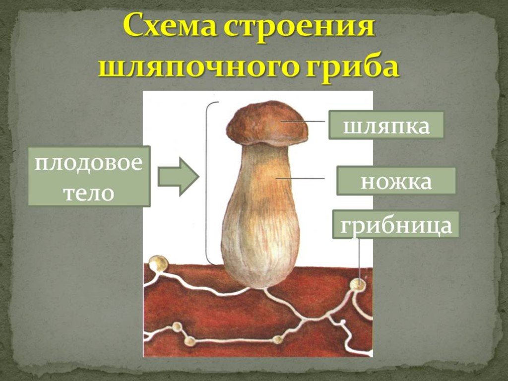 Из чего состоит белый гриб. Схема строения шляпочного гриба 2 класс. Схема плодовое тело шляпочного гриба. Гриб строение шляпочного гриба. Схема шляпочного гриба 3 класс окружающий мир.