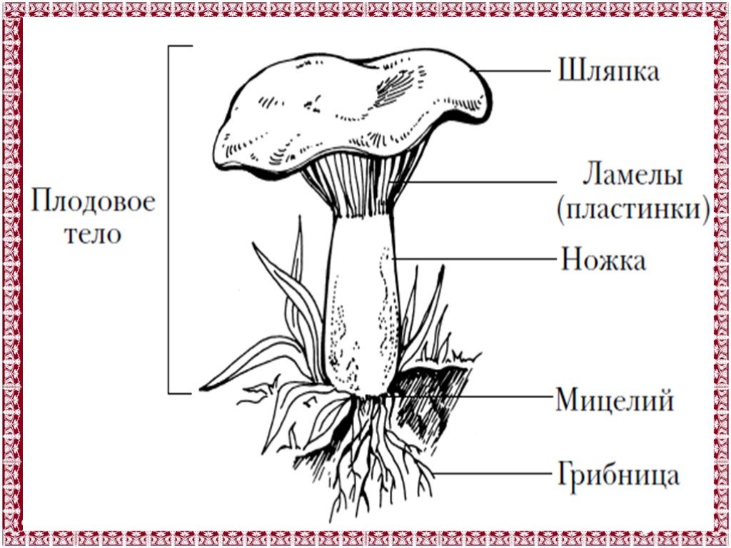 Из чего состоит белый гриб. Строение плодового тела шляпочного гриба. Части строения шляпочного гриба. Строение шляпочного гриба. Нарисовать строение шляпочного гриба.