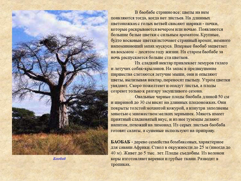 Воспользуйтесь текстом живет на свете баобаб ответы. Баобаб доклад 5 класс. Баобаб растение в Африке описание. Баобаб сообщение 7 класс. Информация о дереве баобаб.