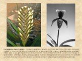 «Божественно прекрасные» – примерно так можно перевести на русский язык слово «орхидеи». Пусть этот перевод не точен с точки зрения лингвистики, но он как нельзя лучше подходит этим необычайно красивым цветам. Даже среди яркой растительности тропических лесов они выделяются своей оригинальной формой